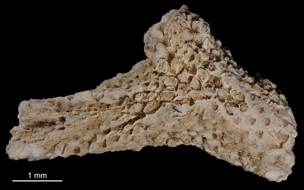 Senckenberg, Bryozoa, Bryozoen, Moostierchen, Sammlung Voigt