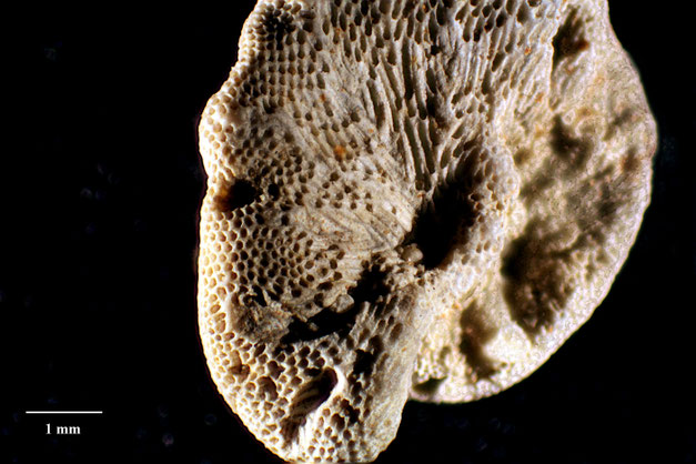 Senckenberg, Bryozoa, Bryozoen, Moostierchen, Sammlung Voigt