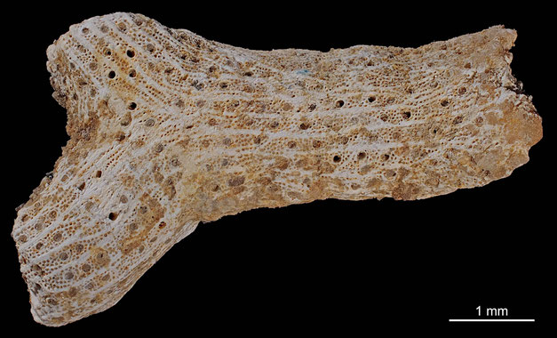 Senckenberg, Bryozoa, Bryozoen, Moostierchen, Sammlung Voigt