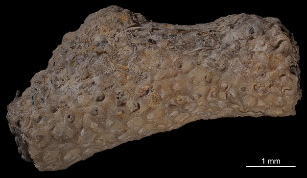 Senckenberg, Bryozoa, Bryozoen, Moostierchen, Sammlung Voigt