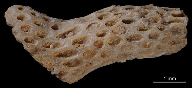 Senckenberg, Bryozoa, Bryozoen, Moostierchen, Sammlung Voigt