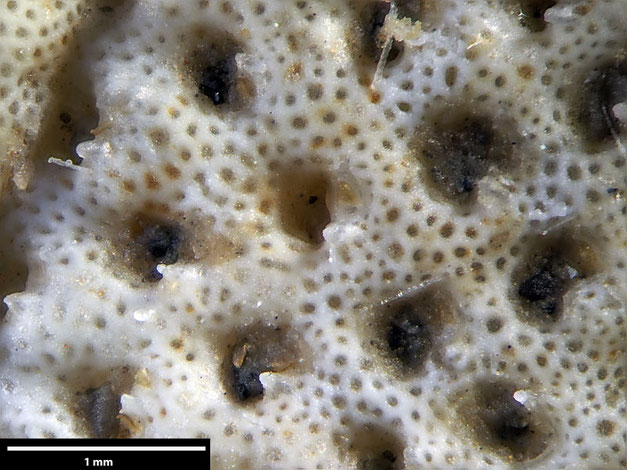 Senckenberg, Bryozoa, Bryozoen, Moostierchen