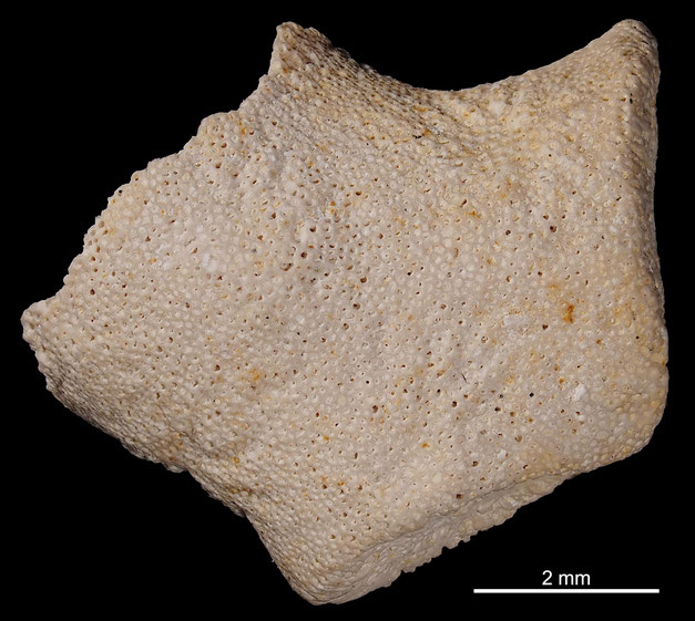Bryozoa Art: Multicavea pustulosa Hamm 1881 aus Bryozoen Sammlung Senckenberg Frankfurt,  CC BY: Michael Sondermann