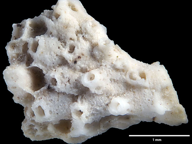 Senckenberg, Bryozoa, Bryozoen, Moostierchen, Sammlung Voigt