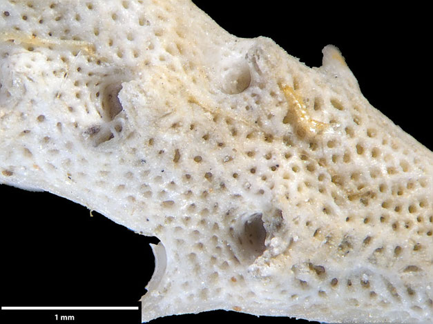 Senckenberg, Bryozoa, Bryozoen, Moostierchen, Sammlung Voigt