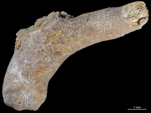 Senckenberg, Bryozoa, Bryozoen, Moostierchen, Sammlung Voigt