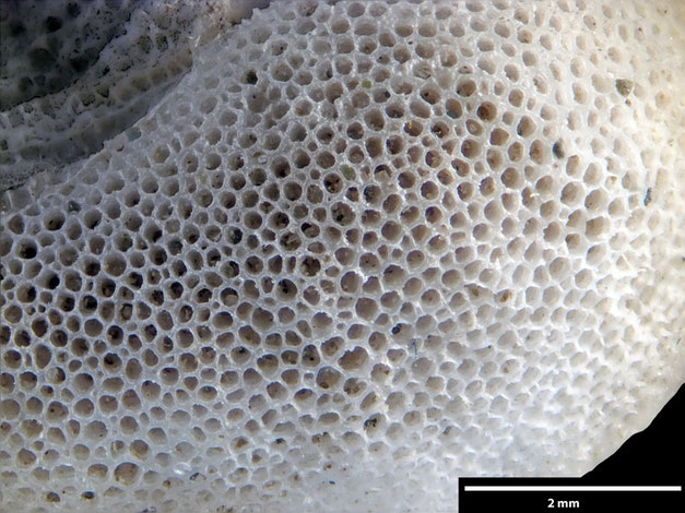 Senckenberg, Bryozoa, Bryozoen, Moostierchen, Sammlung Voigt