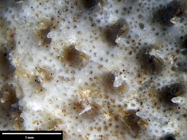 Senckenberg, Bryozoa, Bryozoen, Moostierchen, 