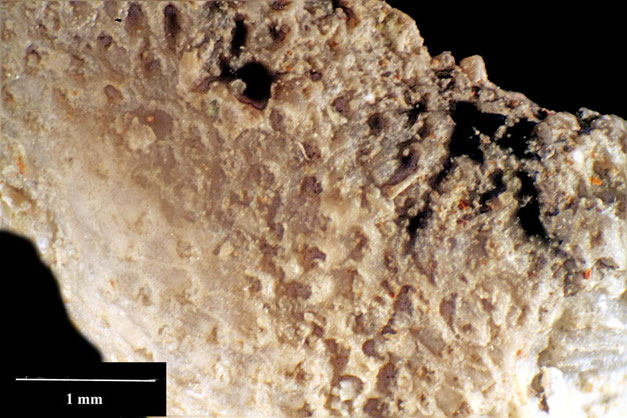 Senckenberg, Bryozoa, Bryozoen, Moostierchen, Sammlung Voigt