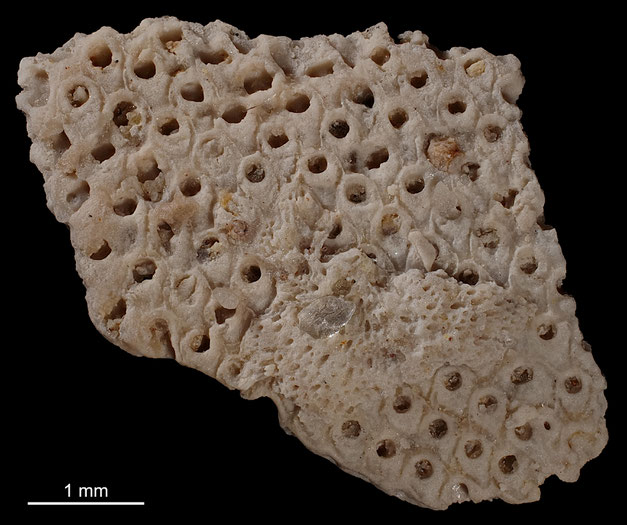 Senckenberg, Bryozoa, Bryozoen, Moostierchen, Sammlung Voigt