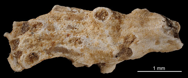 Senckenberg, Bryozoa, Bryozoen, Moostierchen, Sammlung Voigt