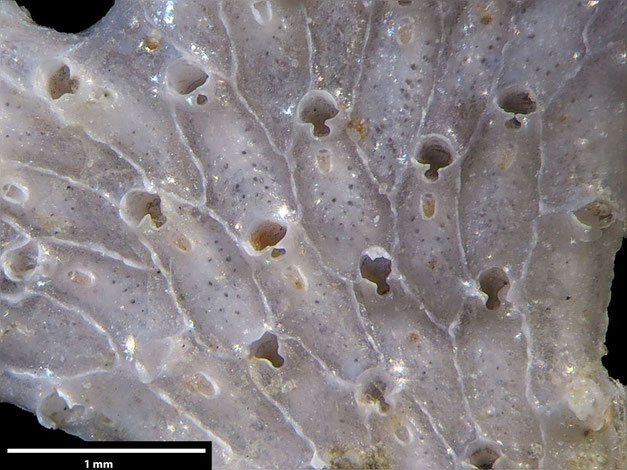 Senckenberg, Bryozoa, Bryozoen, Moostierchen, Sammlung Voigt