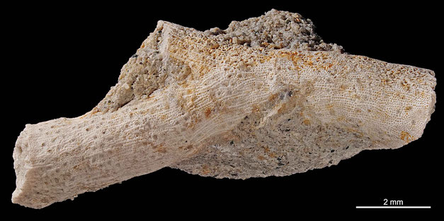 Senckenberg, Bryozoa, Bryozoen, Moostierchen, Sammlung Voigt