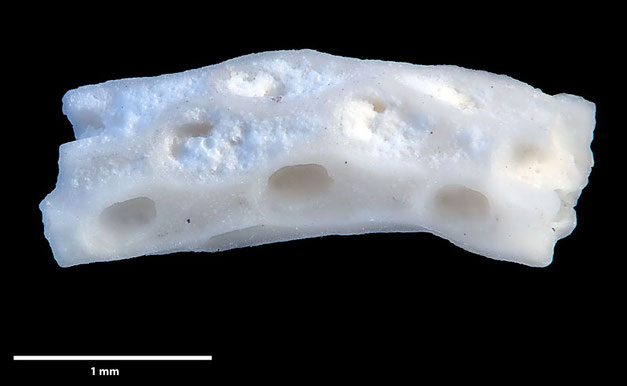 Senckenberg, Bryozoa, Bryozoen, Moostierchen, Sammlung Voigt