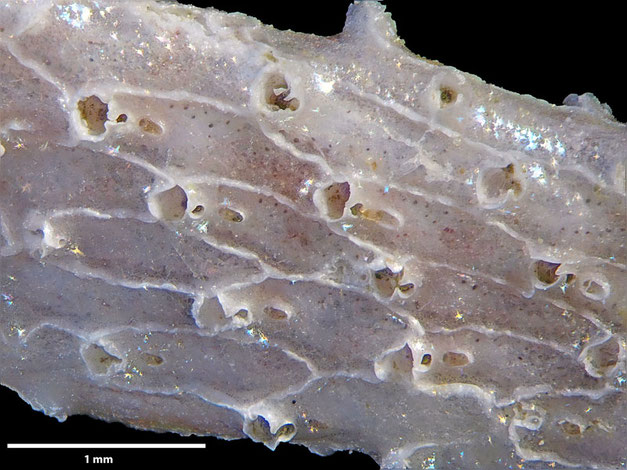 Senckenberg, Bryozoa, Bryozoen, Moostierchen, Sammlung Voigt