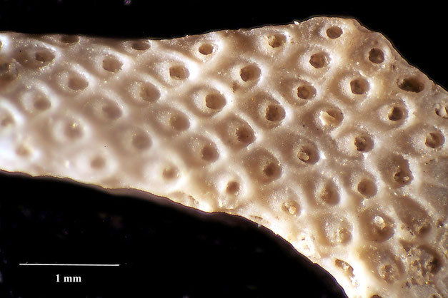 Senckenberg, Bryozoa, Bryozoen, Moostierchen, Sammlung Voigt