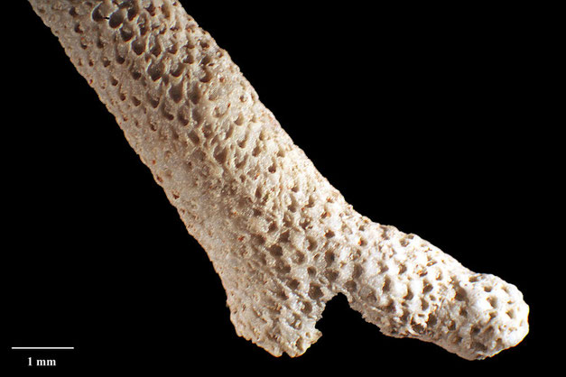 Bild 2 Bryozoa Art: Aechmella proteus (Brydone 1912), aus Bryozoen Sammlung Senckenberg Frankfurt, CC BY: Dr. Rainer Teubner