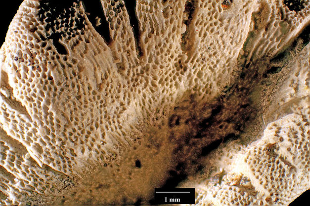 Senckenberg, Bryozoa, Bryozoen, Moostierchen, Sammlung Voigt