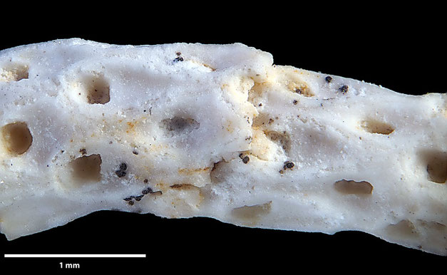 Senckenberg, Bryozoa, Bryozoen, Moostierchen, Sammlung Voigt