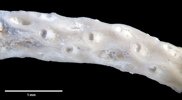 Senckenberg, Bryozoa, Bryozoen, Moostierchen, Sammlung Voigt