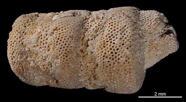 Senckenberg, Bryozoa, Bryozoen, Moostierchen, Sammlung Voigt