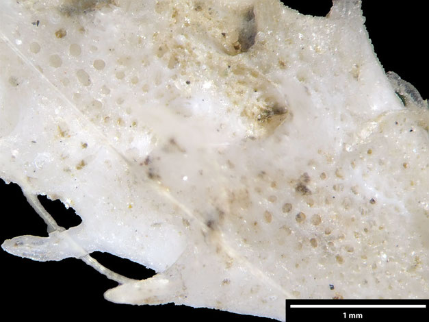 Senckenberg, Bryozoa, Bryozoen, Moostierchen, Sammlung Voigt