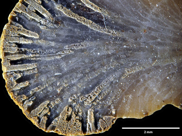 Senckenberg, Bryozoa, Bryozoen, Moostierchen, Sammlung Voigt