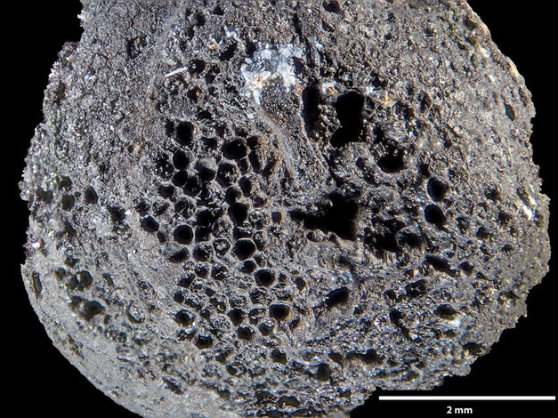 Senckenberg, Bryozoa, Bryozoen, Moostierchen, Sammlung Voigt