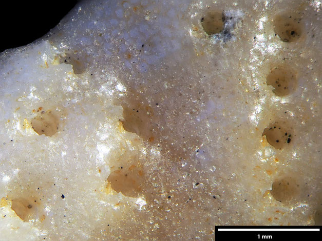 Senckenberg, Bryozoa, Bryozoen, Moostierchen, Sammlung Voigt