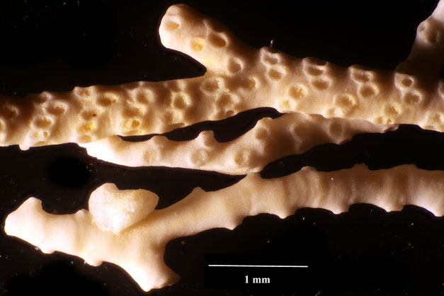 Bryozoa Art: Idmonea subgracilis d'Orgigny 1853 aus Bryozoen Sammlung Senckenberg Frankfurt,  CC BY:  Dr. Rainer Teubner