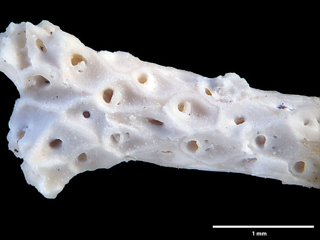 Senckenberg, Bryozoa, Bryozoen, Moostierchen, Sammlung Voigt