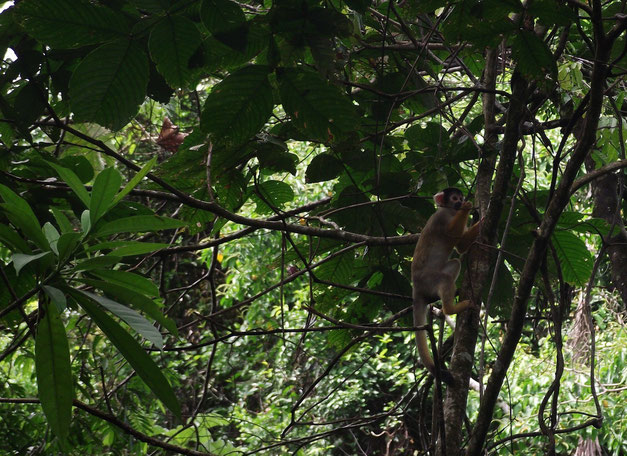 Spider monkey at Machia Park, Villa Tunari.