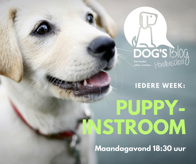 Puppy cursus Puppy instuif Puppy instroom Iedere week les Hondenschool