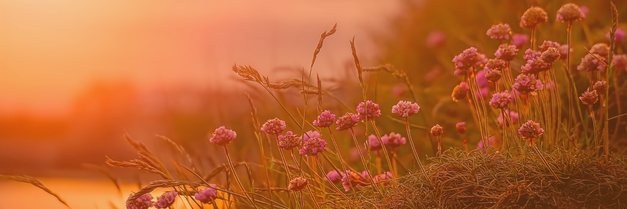 Blumen und Gräser - Ziel der Kinesiologie