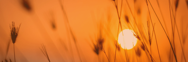 Gräser im Sonnenuntergang - Geschichte der Kinesiologie