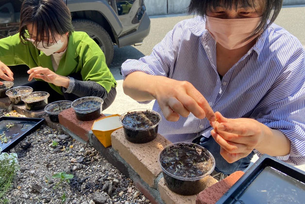 稲の種まきをする園芸部員