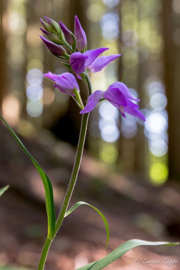 Cephalanthera rubra ((L.) Rich., 1817) all'interno del bosco d'abete bianco di Campigna.
