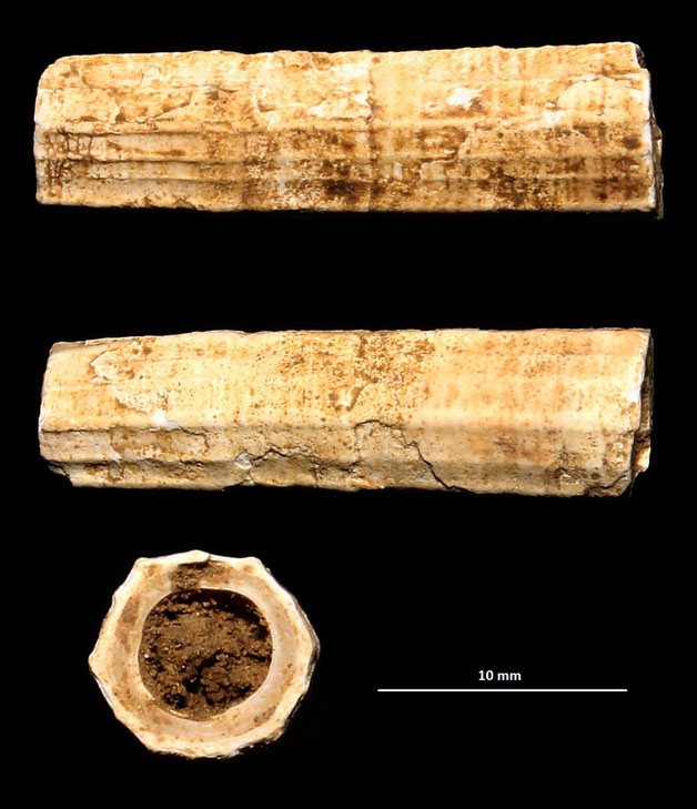 Dentalium sexangulum, colline di Tarquinia (VT)