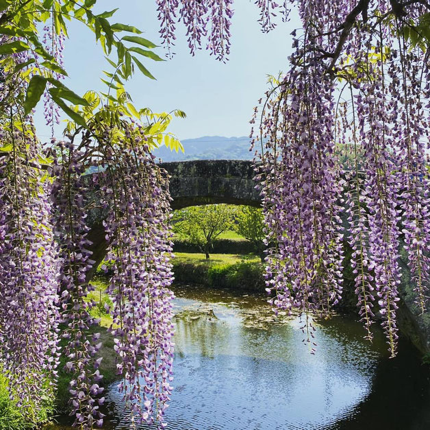 大分県産ローカルタレントが大分市西寒田神社に藤の花鑑賞