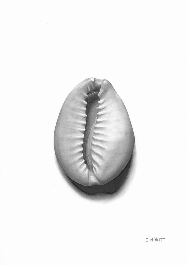 Coquillage Cauri, Collection Terre Rouge - Dessin Crayon graphite - Atelier Capucine Minot 