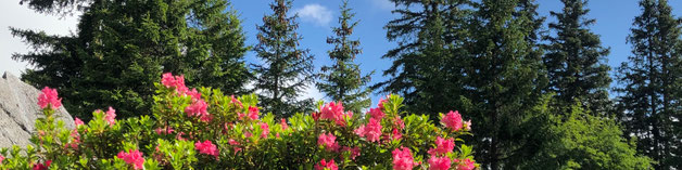 Alpärosä chömed mir i Sinn..., Die Natur als mächtiger Spiegel und weiser Mentor