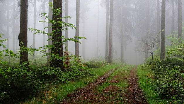 Erzgebirge, Nebel, Wald, "Andreas Hielscher Fotografie", Naturwelten