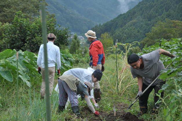 日本ホウレンソウ　固定種　自給菜園　自然栽培　野菜作り体験　体験農場