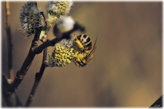 Eine Wildbiene beim Sammeln der ersten Pollen im Frühling