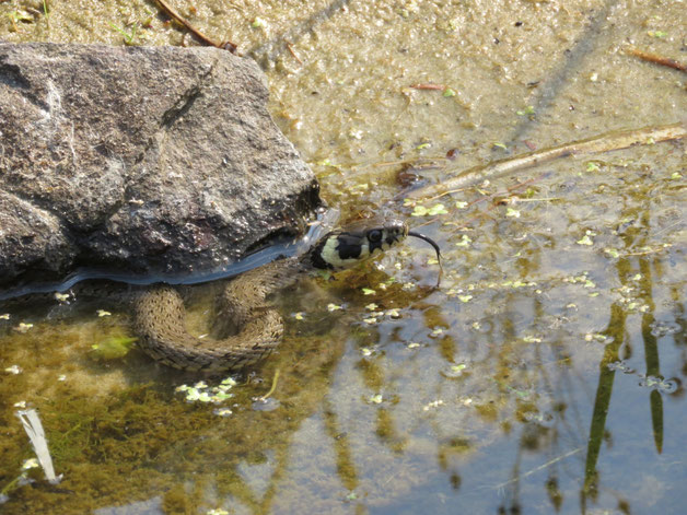 Natrix natrix im Naturgarten