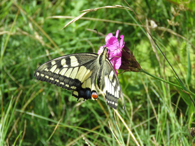 Ein schon leicht zerrupftes Schwalbenschwanz-Weibchen auf der Blumenwiese.