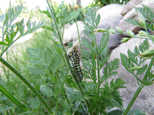 Eine Schwalbenschwanzraupe auf einer der Wilden Möhren, die entlang unserer Legesteinmauer wachsen.