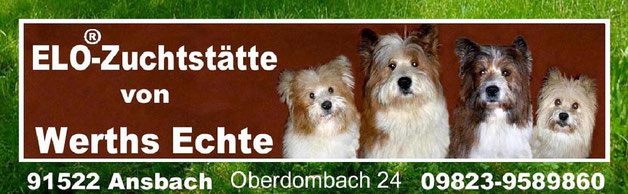 Welpe kinderfreundlich kaufen