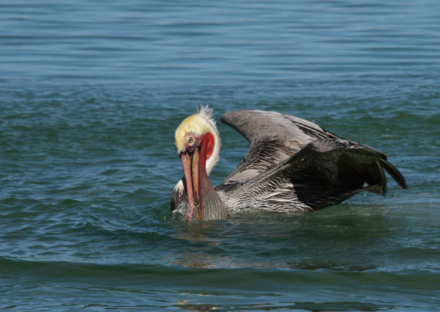 Pelikan-Männchen