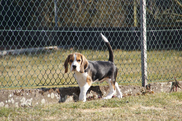 Little King Arthur Czarnowsky-Beagle Gütersloh, Little King Arthur, Bagio Boss Gintarine Fortuna * Lord James *, Czarnowsky , Beagle, Beagle, Beagle, Beagle, Beagle